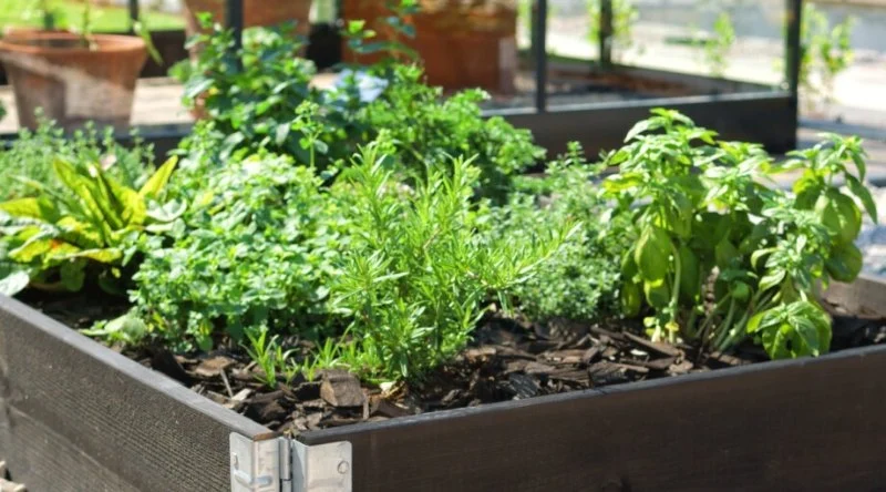 How to Grow Herbs and Vegetables in Limited Space