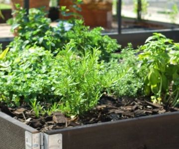 How to Grow Herbs and Vegetables in Limited Space