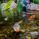 How to Build and Maintain a Backyard Pond
