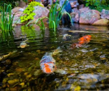 How to Build and Maintain a Backyard Pond