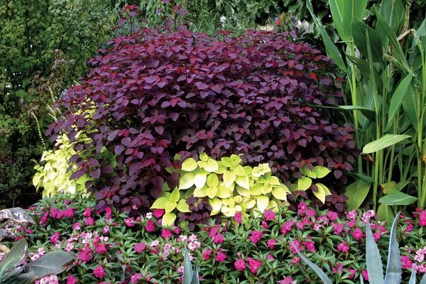 How to Use Texture & Color Contrast in Planting for Stunning Gardens