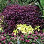 How to Use Texture & Color Contrast in Planting for Stunning Gardens