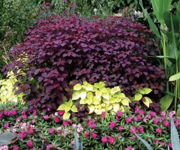 How to Use Texture & Color Contrast in Planting for Stunning Gardens