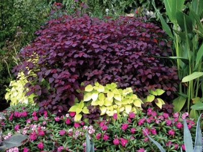 How to Use Texture & Color Contrast in Planting for Stunning Gardens