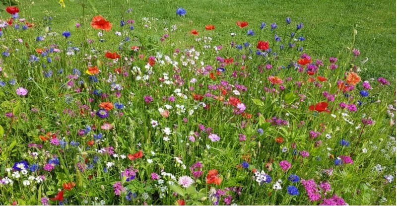 How to Convert a Lawn Into a Wildflower Meadow: Step-by-Step Guide