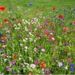 How to Convert a Lawn Into a Wildflower Meadow: Step-by-Step Guide