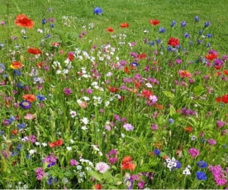 How to Convert a Lawn Into a Wildflower Meadow: Step-by-Step Guide