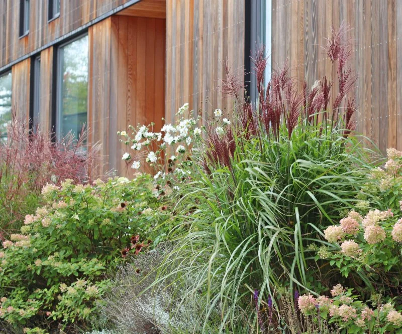 How to Landscape With Ornamental Grasses: Tips and Ideas
