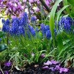 How to Plant in Layers for Continuous Color and Interest