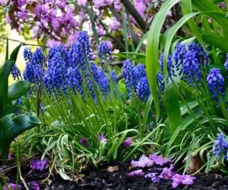 How to Plant in Layers for Continuous Color and Interest