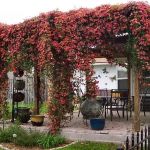 How to Grow Climbing Plants on Pergolas & Trellises