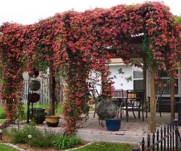 How to Grow Climbing Plants on Pergolas & Trellises
