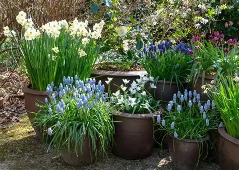 How to Plant Bulbs in Fall for Spring Color
