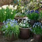 How to Plant Bulbs in Fall for Spring Color