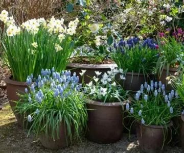 How to Plant Bulbs in Fall for Spring Color