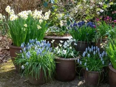 How to Plant Bulbs in Fall for Spring Color