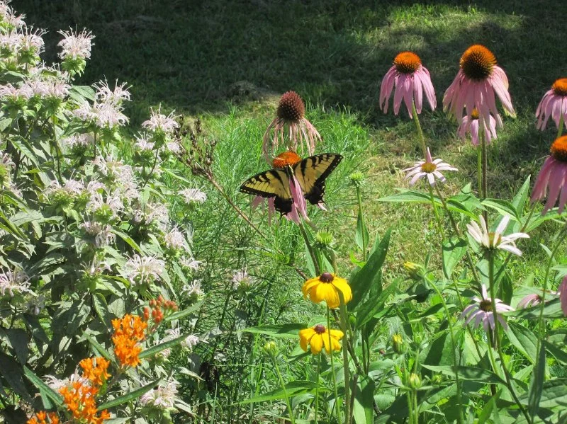 How to Design a Garden for Pollinators & Native Species
