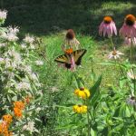 How to Design a Garden for Pollinators & Native Species