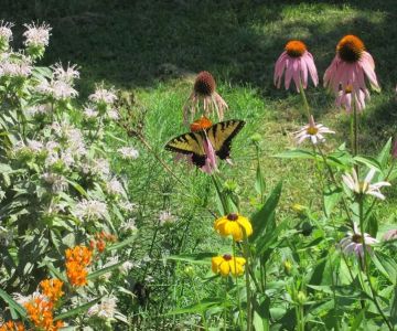 How to Design a Garden for Pollinators & Native Species