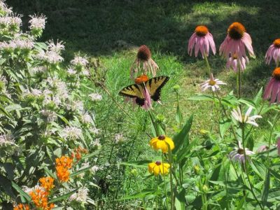 How to Design a Garden for Pollinators & Native Species