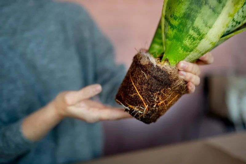 How to Recover From Overwatering & Root Rot