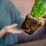 How to Recover From Overwatering & Root Rot