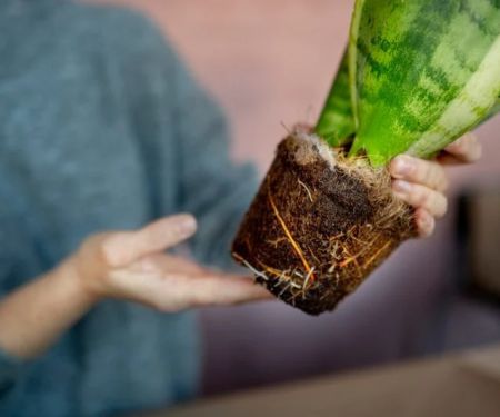 How to Recover From Overwatering & Root Rot