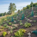 How to Plant Groundcovers For Erosion Control