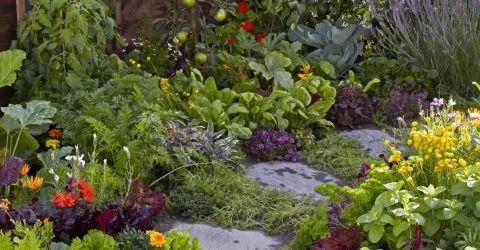 How to Incorporate Edible Plants Into Ornamental Gardens