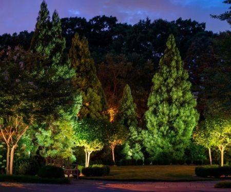 How to Use Lighting to Highlight Trees and Focal Plants – Tips for Stunning Landscapes