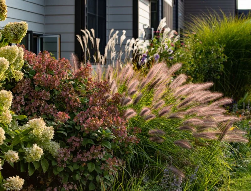 How to Landscape With Ornamental Grasses