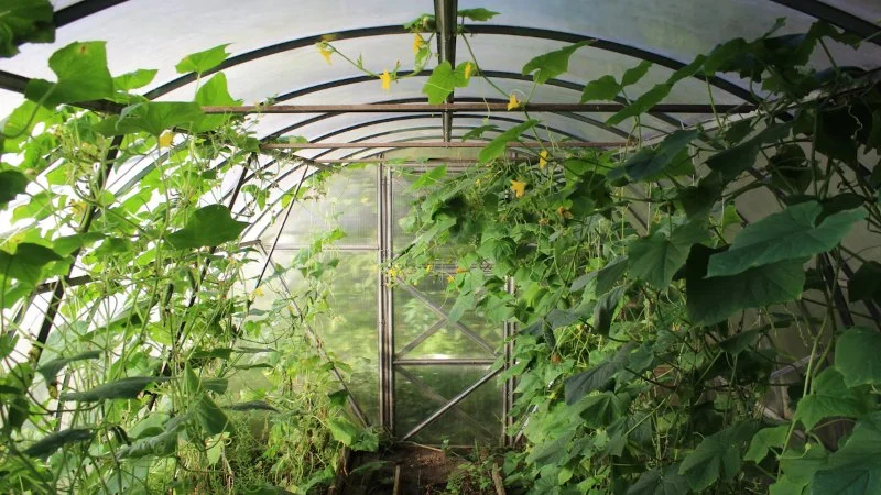 How to Water Deep vs Frequent: Pros & Cons for Healthy Plants