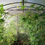 How to Water Deep vs Frequent: Pros & Cons for Healthy Plants