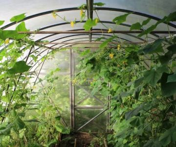 How to Water Deep vs Frequent: Pros & Cons for Healthy Plants
