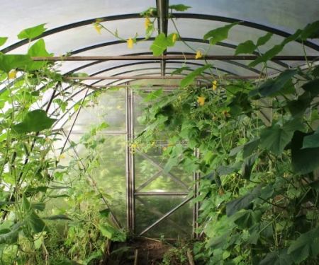 How to Water Deep vs Frequent: Pros & Cons for Healthy Plants