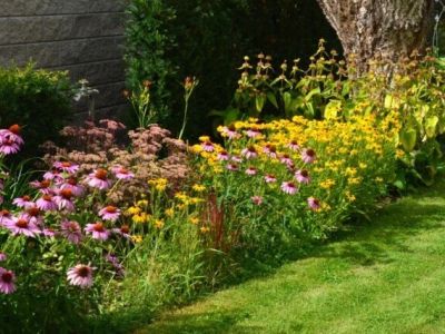 How to Use Native Wildflowers to Enhance Natural Curb Appeal