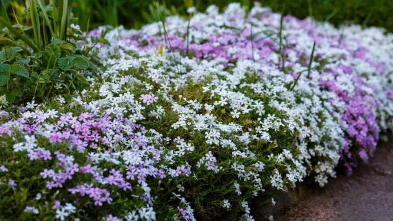 Best Ground Cover Plants to Suppress Weeds Naturally for Healthy Gardens