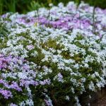 Best Ground Cover Plants to Suppress Weeds Naturally for Healthy Gardens