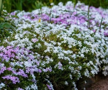 Best Ground Cover Plants to Suppress Weeds Naturally for Healthy Gardens