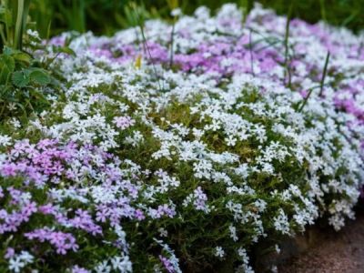 Best Ground Cover Plants to Suppress Weeds Naturally for Healthy Gardens