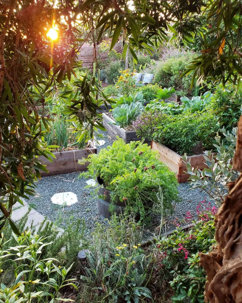 How to Restore Native Habitat in Your Backyard