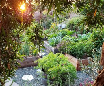 How to Restore Native Habitat in Your Backyard