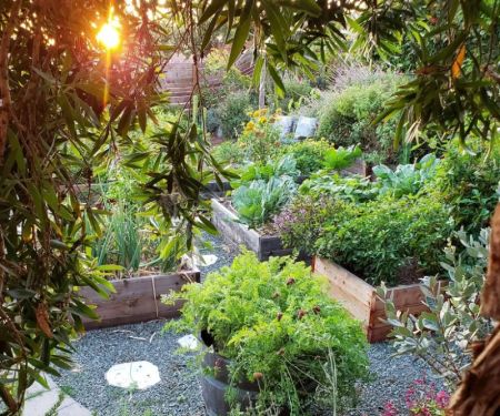 How to Restore Native Habitat in Your Backyard