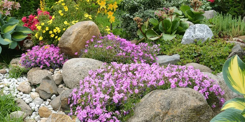 How to Use Groundcovers as a Living Mulch for Healthier Gardens