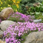 How to Use Groundcovers as a Living Mulch for Healthier Gardens