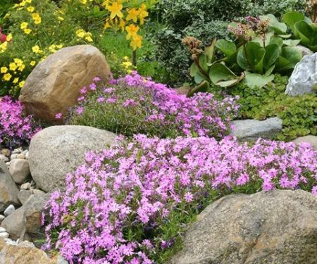 How to Use Groundcovers as a Living Mulch for Healthier Gardens