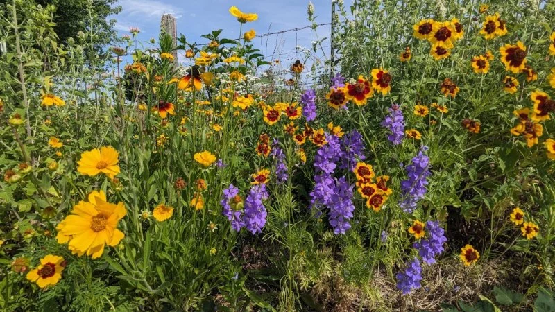 Best Native Wildflowers for Pollinators in Your Region