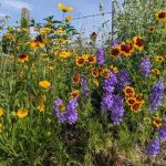 Best Native Wildflowers for Pollinators in Your Region
