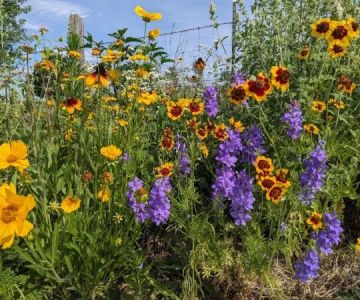 Best Native Wildflowers for Pollinators in Your Region