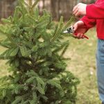 How to Properly Prune Shrubs & Small Trees for Healthy Growth